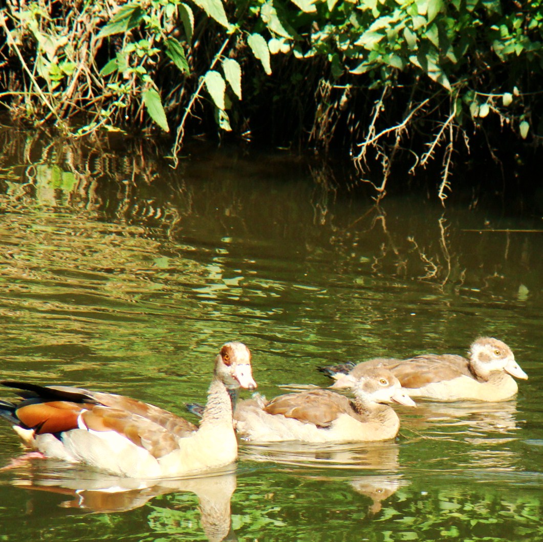 nilgänse