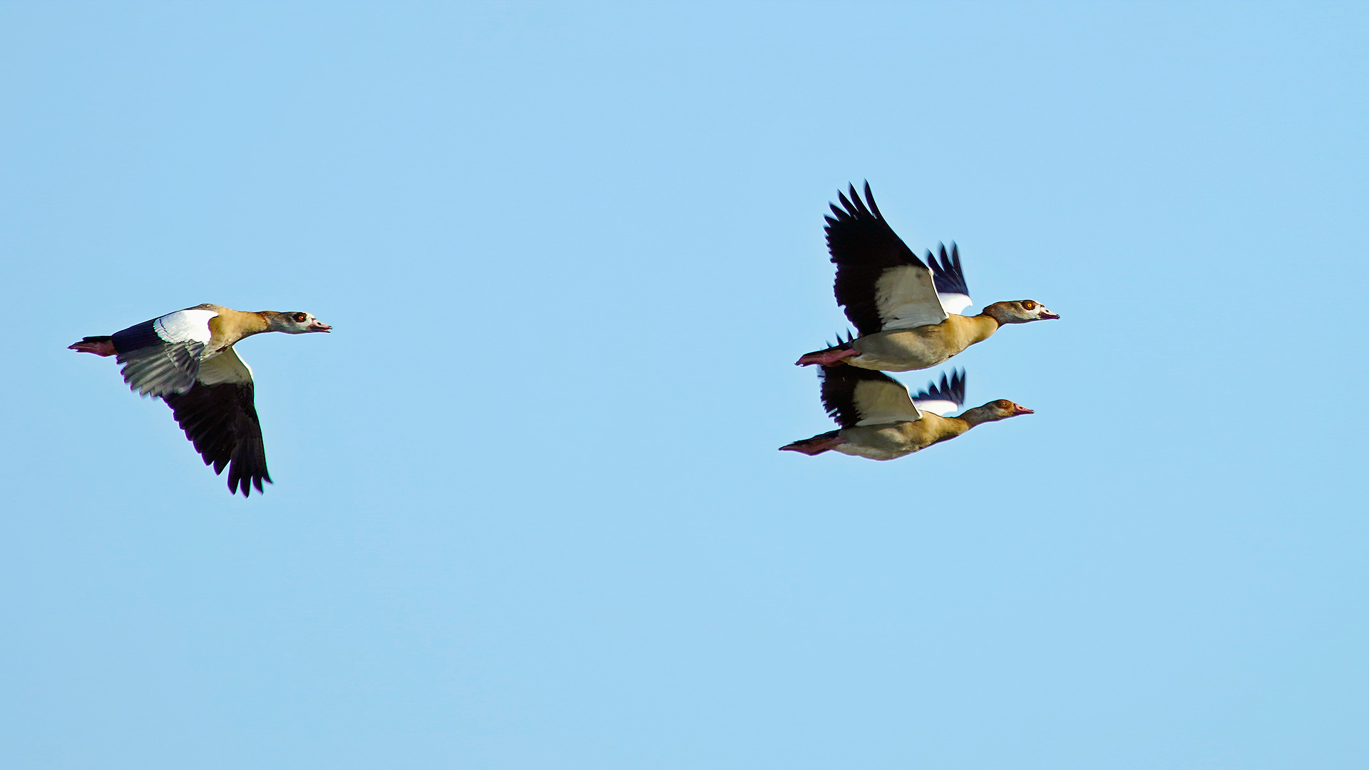 Nilgänse