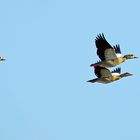 Nilgänse