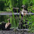 ...nilgänse