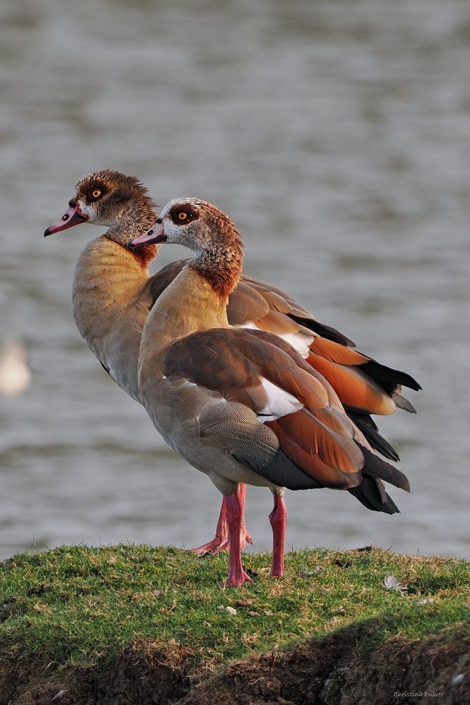 Nilgänse