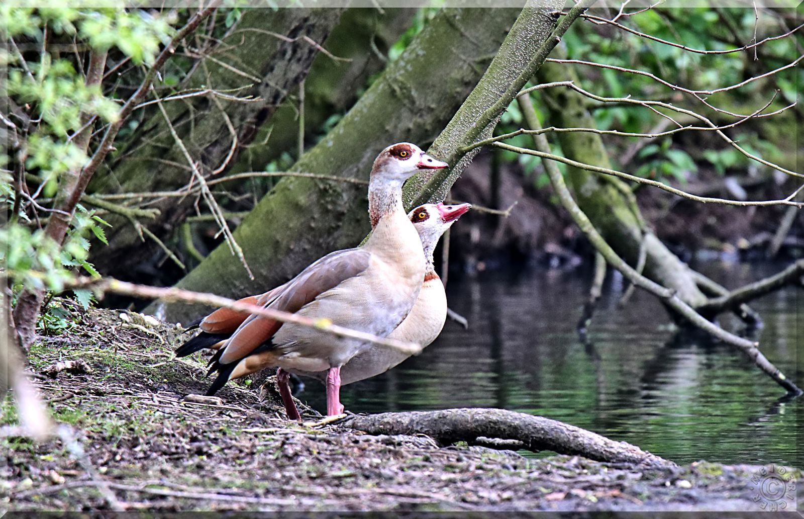 Nilgänse