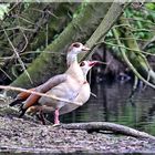 Nilgänse