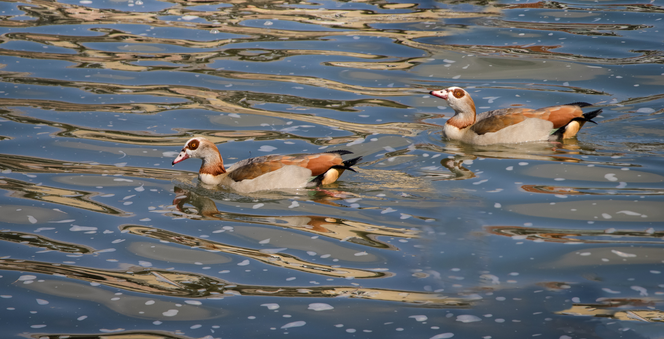 nilgänse