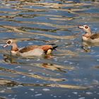 nilgänse