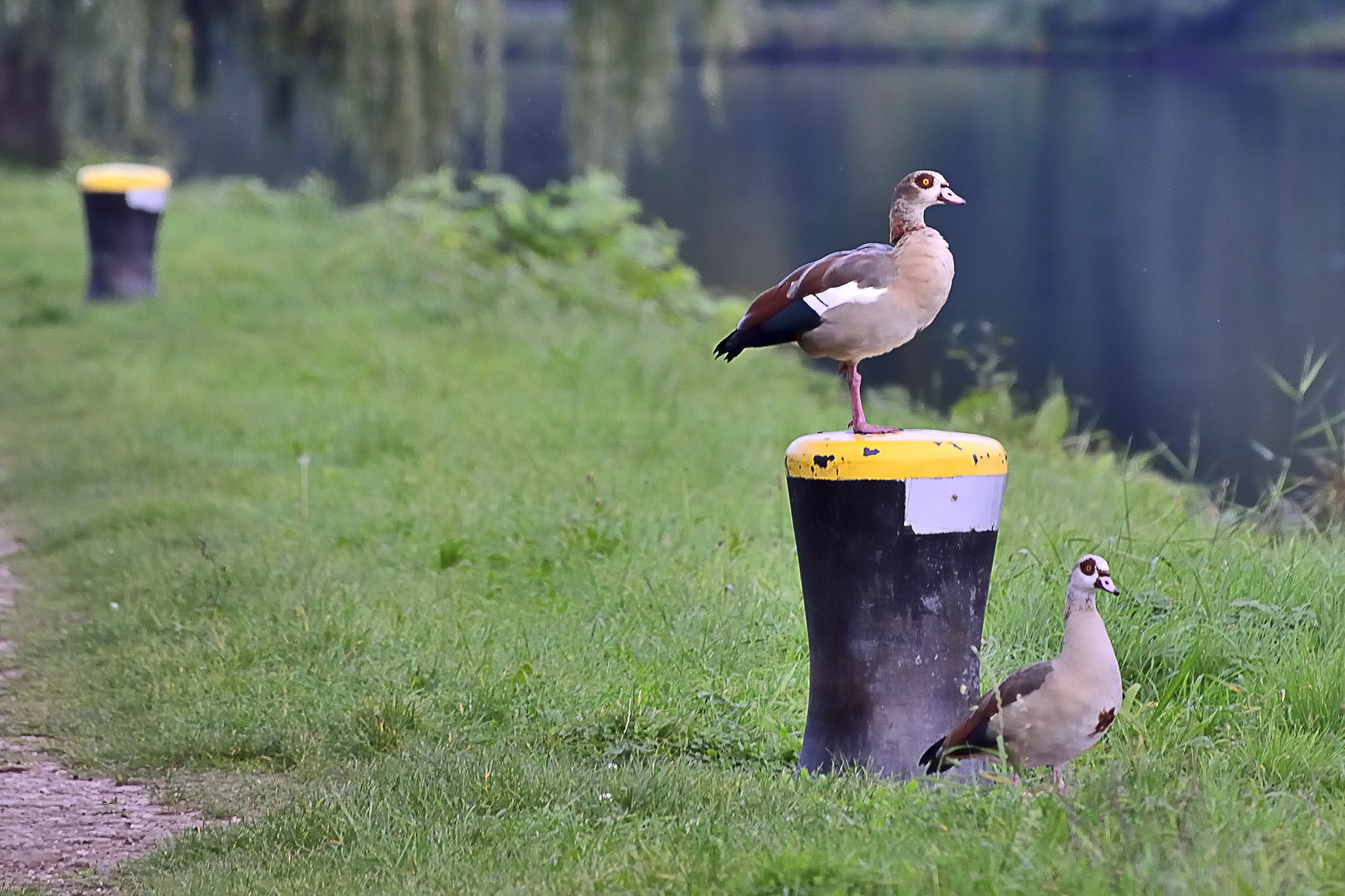 Nilgänse.