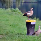 Nilgänse.