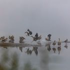 Nilgänse