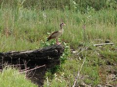 Nilgänse