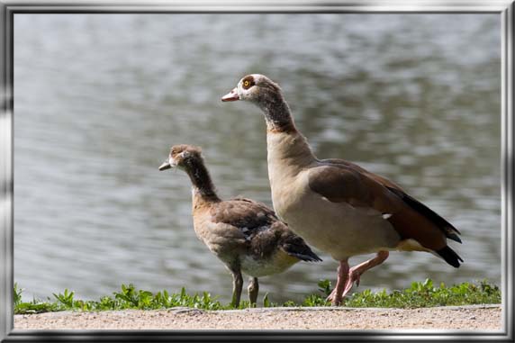 Nilgänse