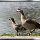 Nilgänse