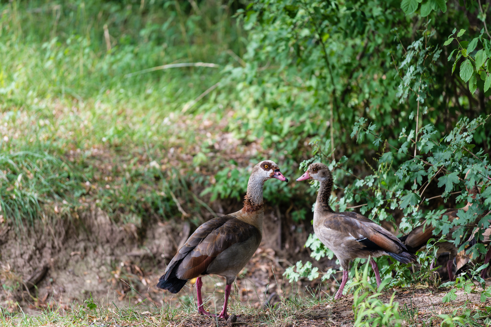 Nilgänse