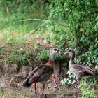 Nilgänse