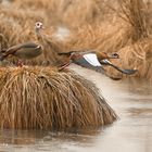 Nilgänse