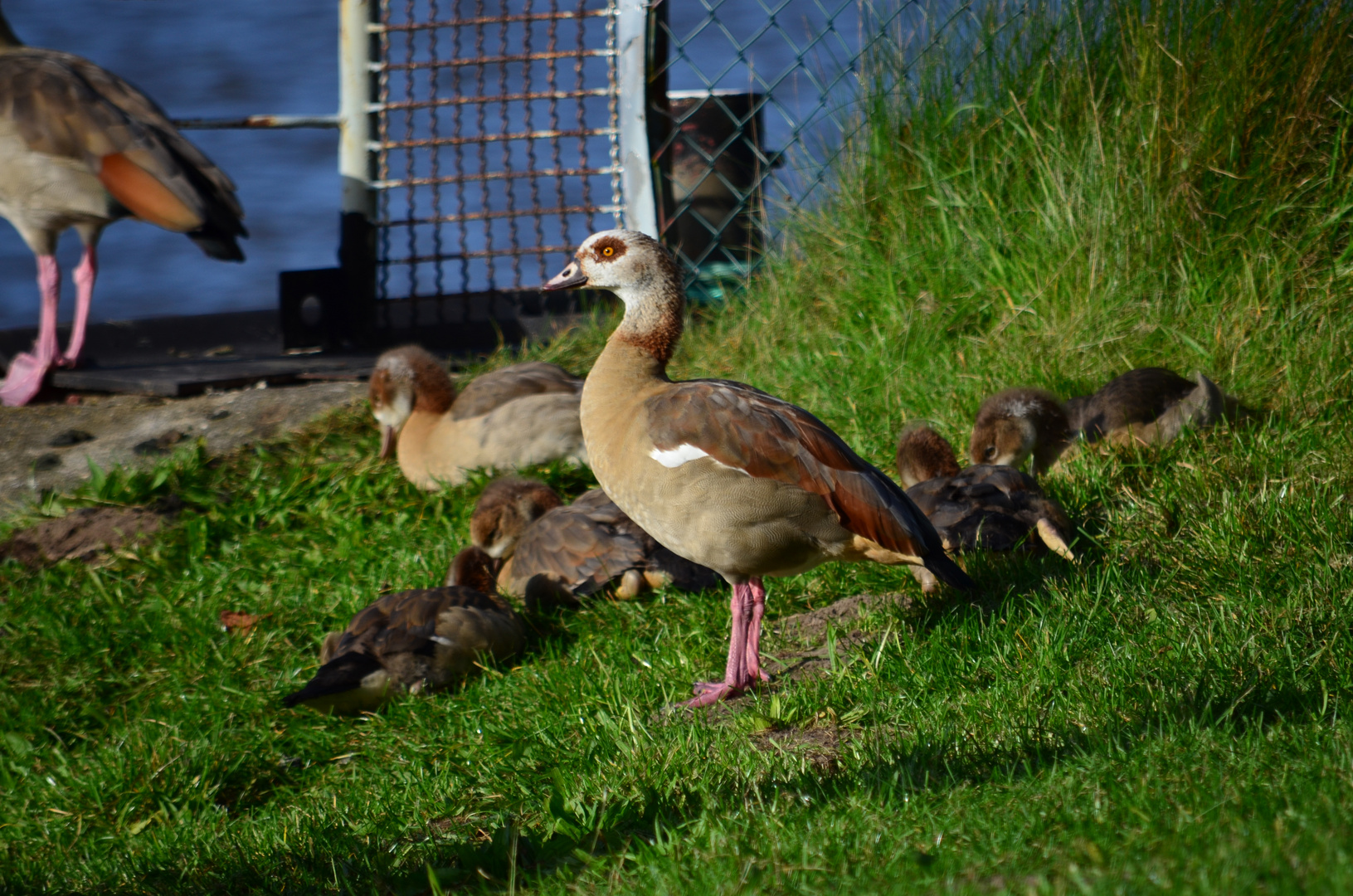 Nilgänse