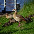 Nilgänse