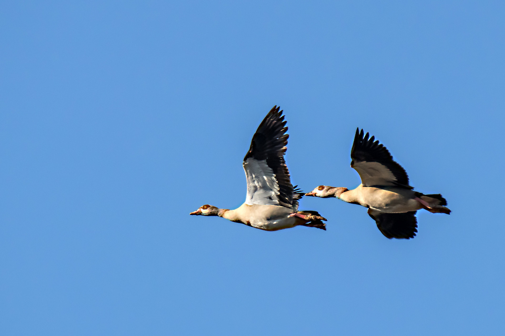 Nilgänse