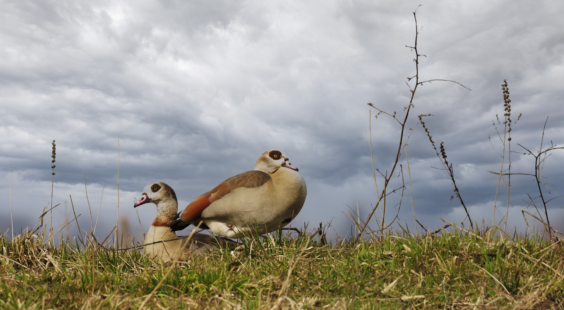 Nilgänse