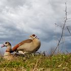 Nilgänse