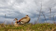 Nilgänse