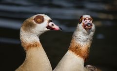 nilgänse