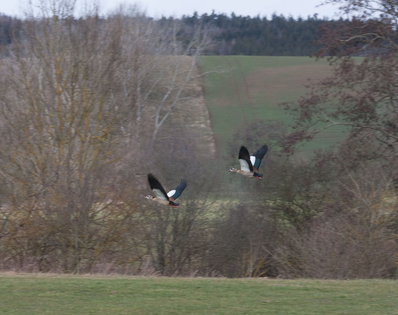 Nilgänse