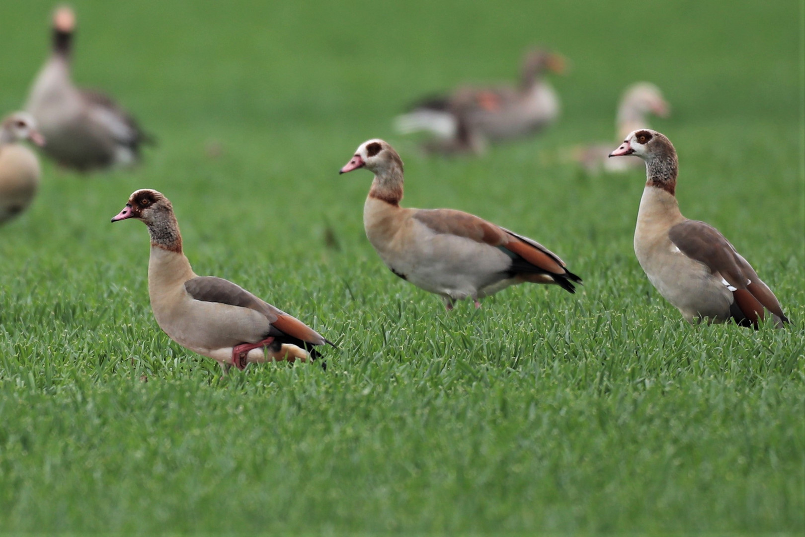 Nilgänse Foto & Bild tiere, wildlife, wild lebende vögel Bilder auf