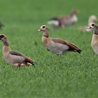 Nilgänse