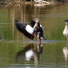 ...Nilgänse