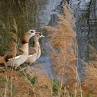 Nilgänse