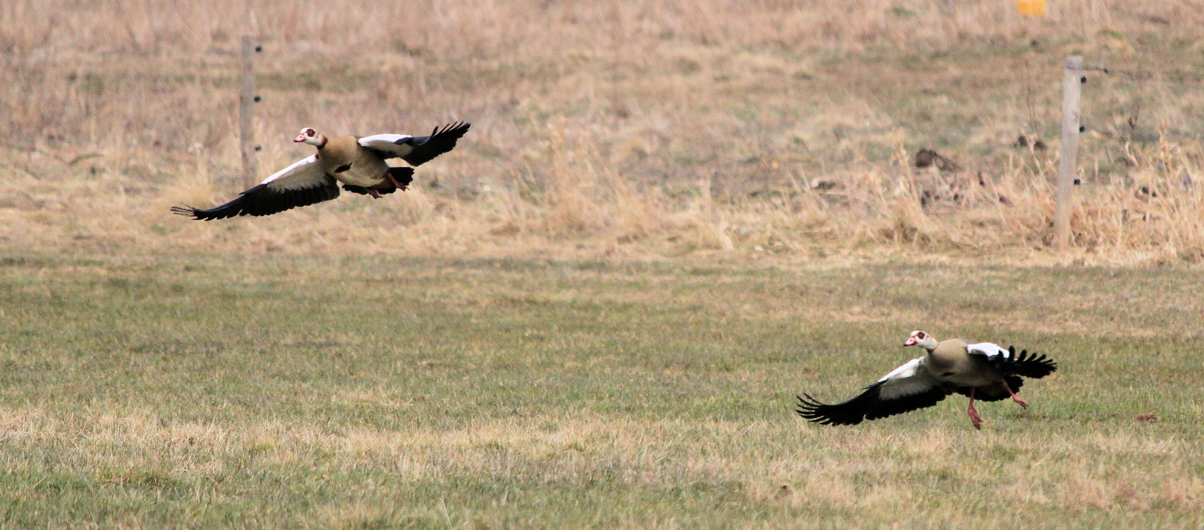 Nilgänse#