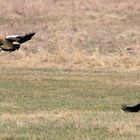 Nilgänse#