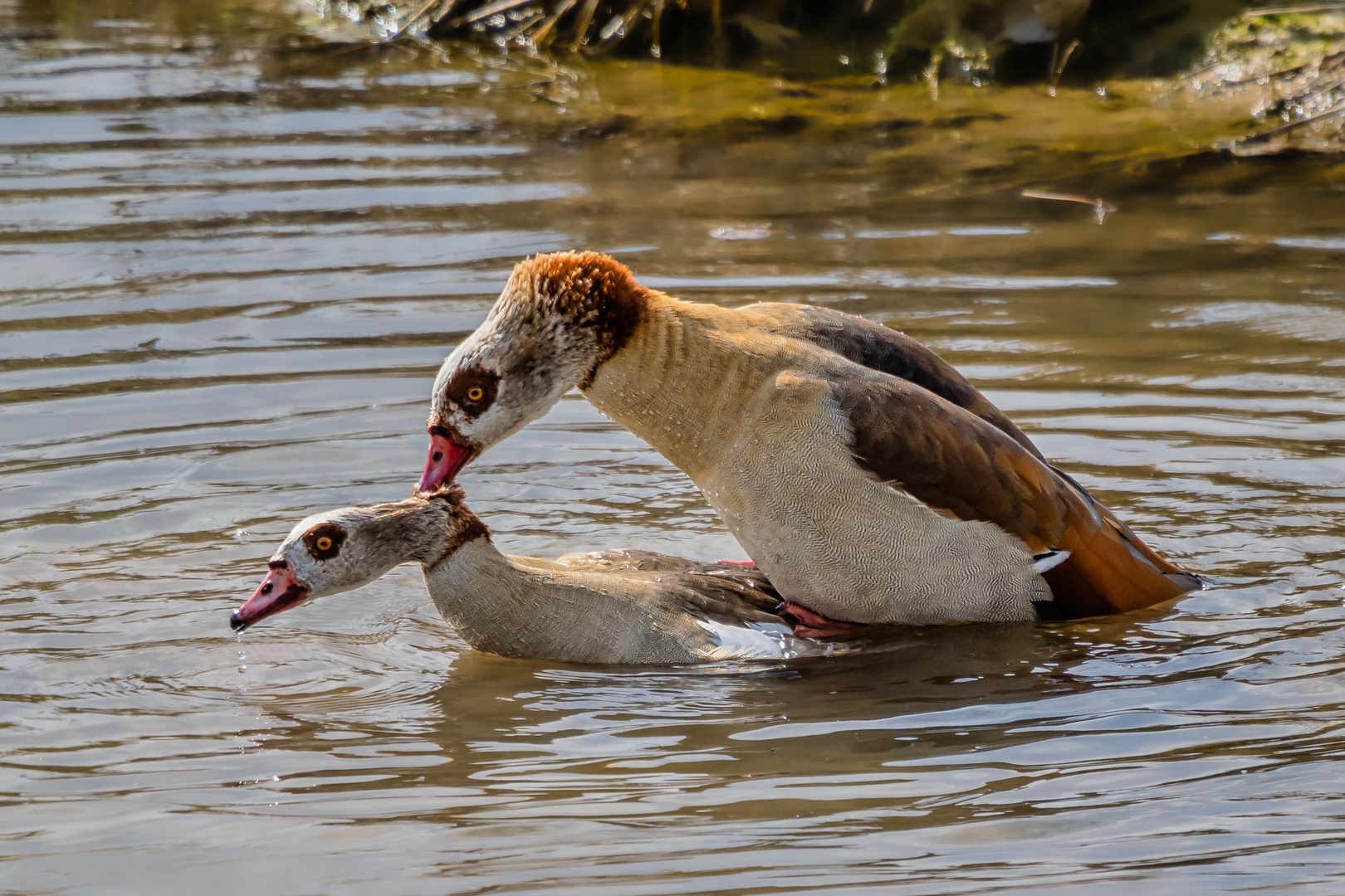 Nilgänse