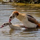 Nilgänse