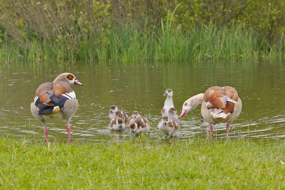 Nilgänse...