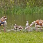 Nilgänse...