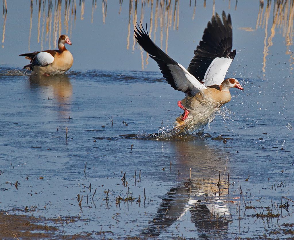 Nilgänse