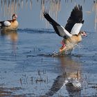 Nilgänse