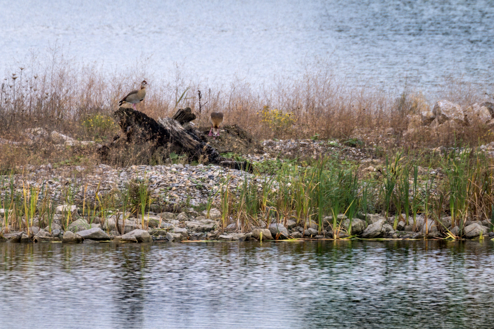 "NILGÄNSE"