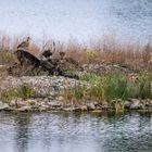 "NILGÄNSE"