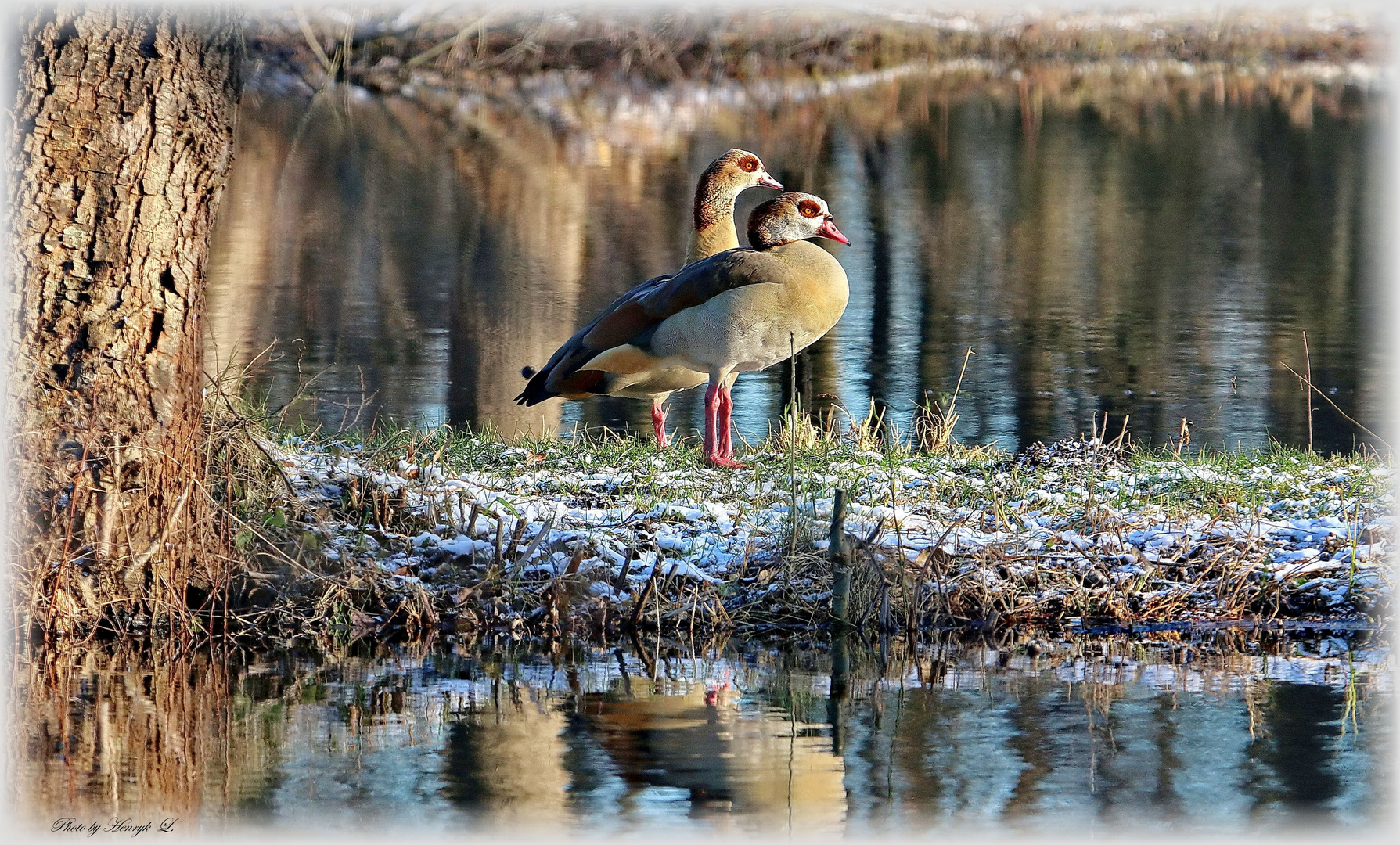 Nilgänse