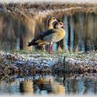 Nilgänse