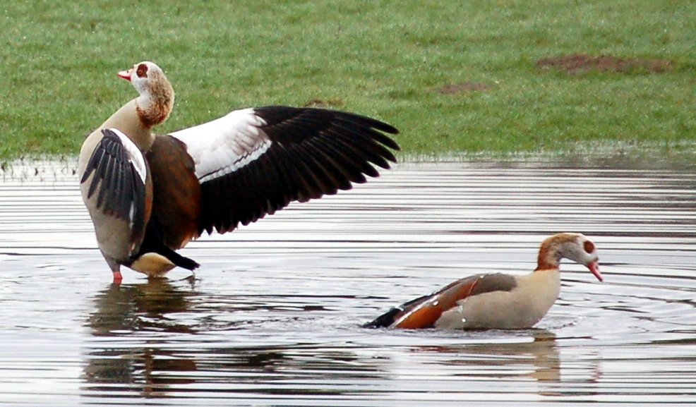 Nilgänse