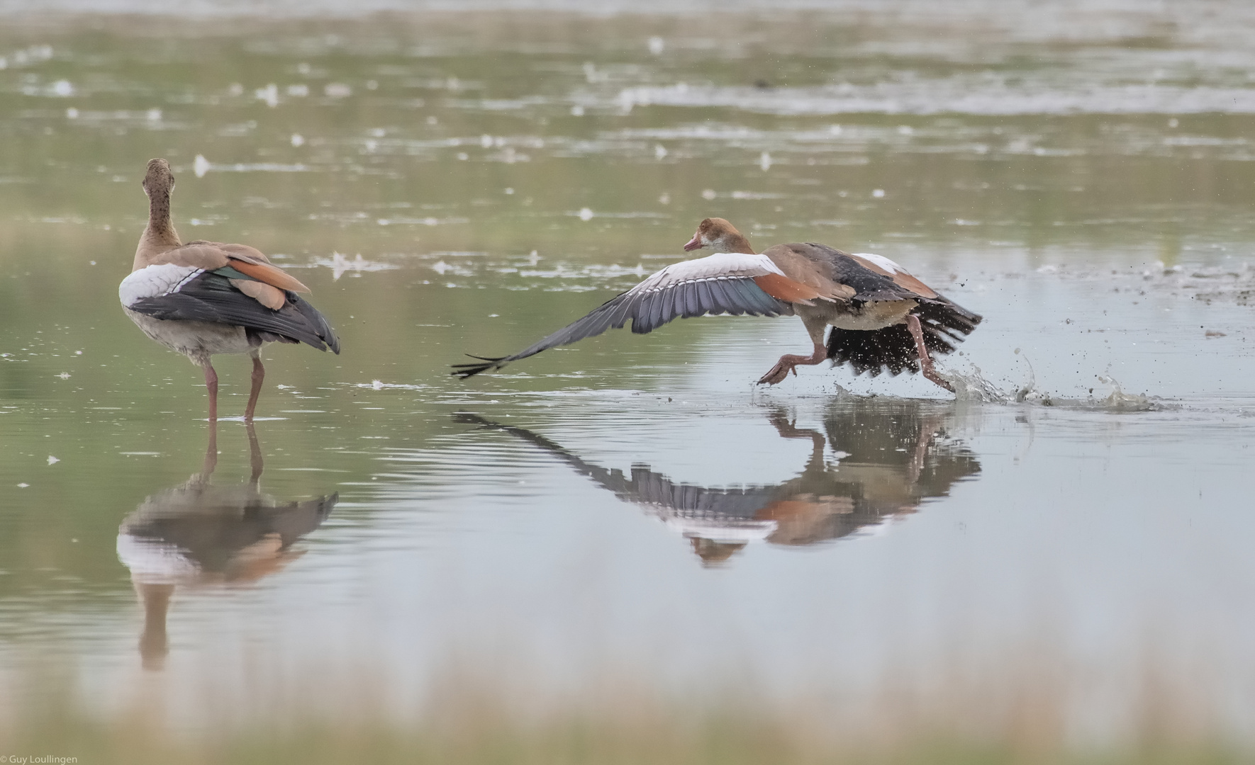 Nilgänse