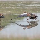 Nilgänse