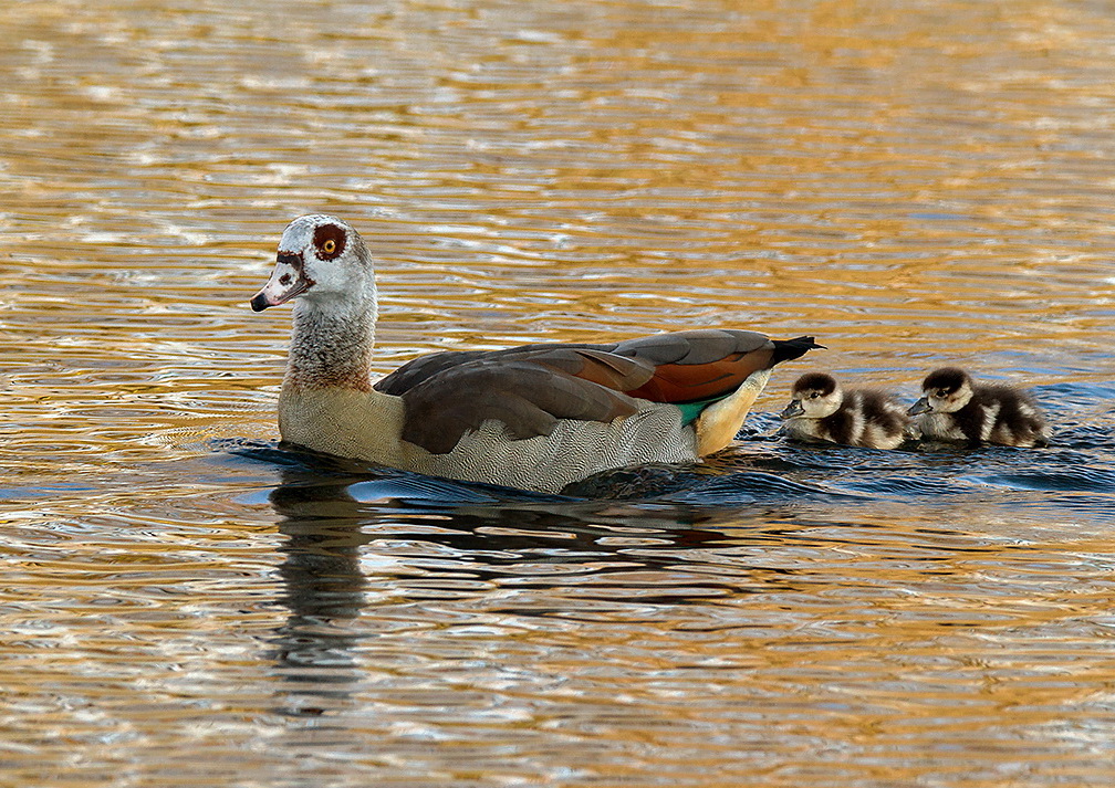 Nilgänse