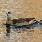 Nilgänse