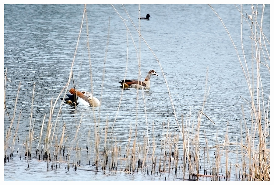 Nilgänse