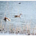 Nilgänse