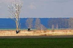 NILGÄNSE